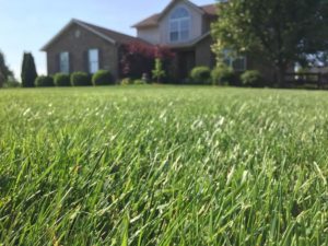 Lawn Care in Blue Springs, MO